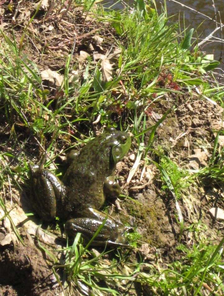 American Bullfrog
